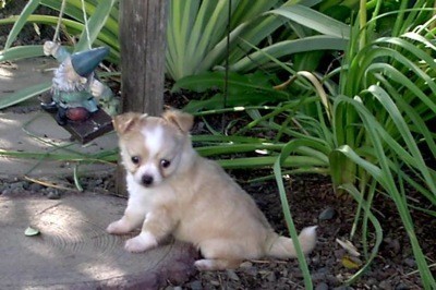 Tia (Long Haired Chihuahua)