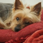 A dog lying on a red blanket.