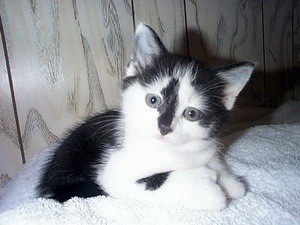 black & white kitten