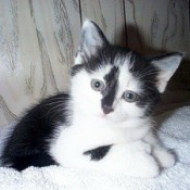 black & white kitten