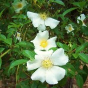 Closeup of flowers.