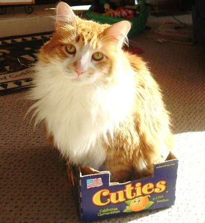Dandy in a Cuties tangerine box.
