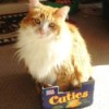 Dandy in a Cuties tangerine box.