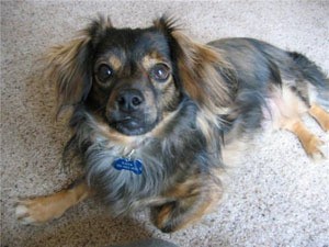 Black and tan dog.