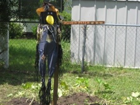 A scarecrow in a pumpkin patch.