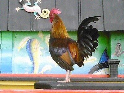 Key West Rooster (FL)