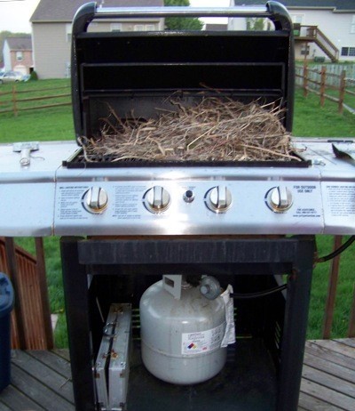 Barbecue grill with bird's nest inside.