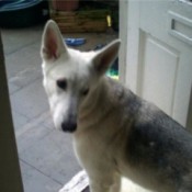 White dog with markings on back and large stand up ears.