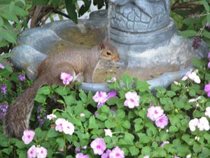 Backyard "Drinking" Fountain