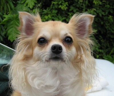 Old long 2024 haired chihuahua