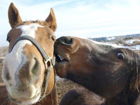 Scenery: Horses