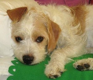 White and tan wiry terrier.