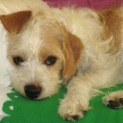 White and tan wiry terrier.
