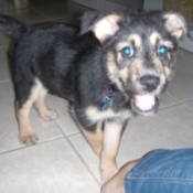Tan and black small puppy.