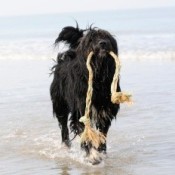 dog with rope toy