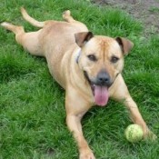 Tan dog lying on belly in grass with tennis ball.