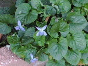 Violet plant.
