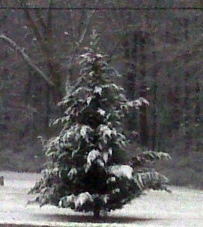 Evergreen in the snow.