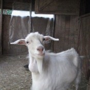 Jilly (Angora Goat)