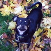 Marley (Yorkshire Terrier/Chihuahua)