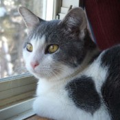 Dolce (Domestic Shorthair)