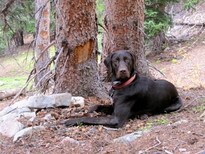 Large black dog lying near tree.