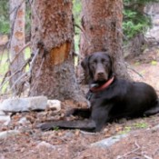 Large black dog lying near tree.