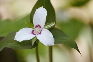 White trillium with purple around throat.