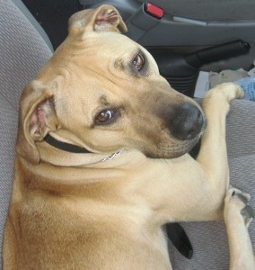 Tan dog looking over shoulder at camera.