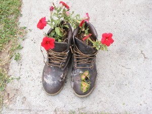 petunias growing in old boots