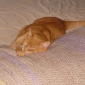 Cubby (Orange Tabby)
