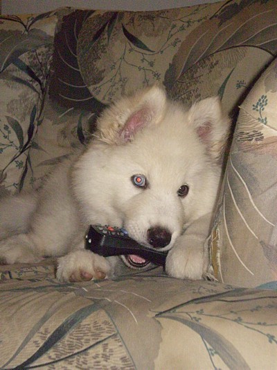 white husky pup