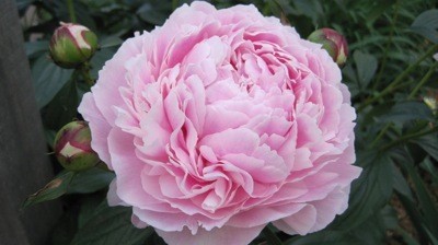 A large pink peony blossom.