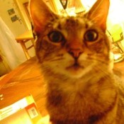 Grey and white tabby striped cat.