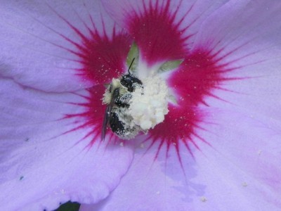 bee collecting pollen inside flower