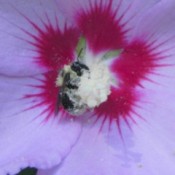 bee collecting pollen inside flower