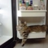 Cat on refrigerator door shelf.