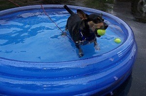 Dog in wading pool wtih tennis balls.