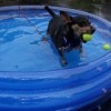 Dog in wading pool wtih tennis balls.