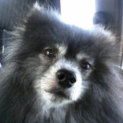Cubby, a black Pomeranian with a gray muzzle.