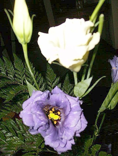 Garden: Lisianthus