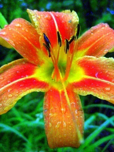 Orange and yellow day lily.