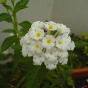 A white cluster of flowers.