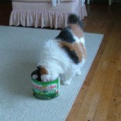 Cat with her head in a tuna can.