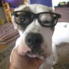 Closeup of Petey with glasses.