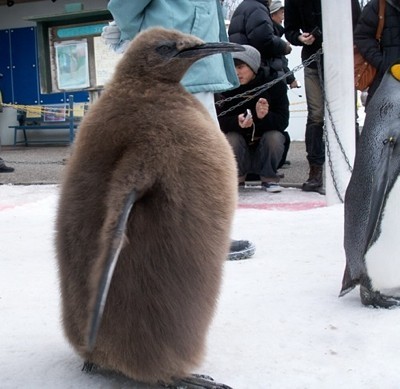 A row of marching penguins in Hokkaido, Japan.