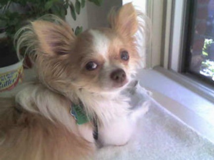 Chili (Long Haired Chihuahua)