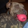 Daisey with her Kong.