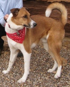 Reddish brown and white dog with up curling tail.
