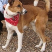 Reddish brown and white dog with up curling tail.